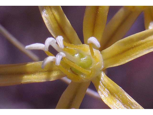 Triteleia ixioides ssp. ixioides (Golden brodiaea) #75543