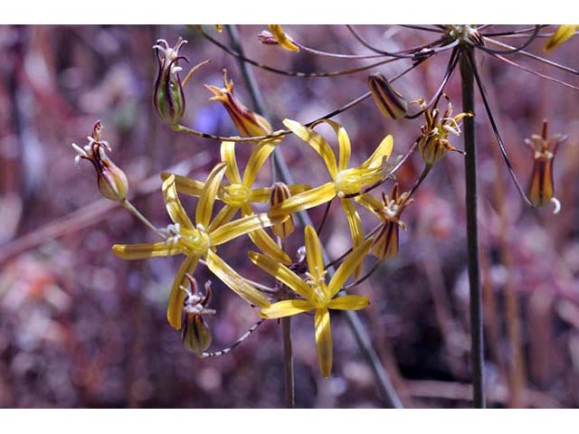 Triteleia ixioides ssp. ixioides (Golden brodiaea) #75544