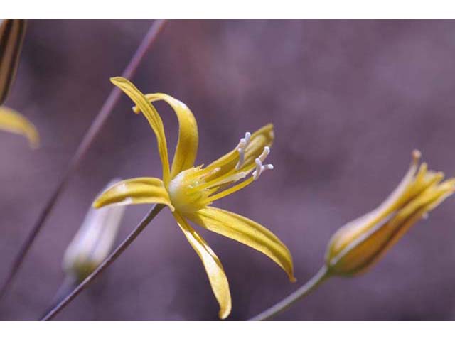 Triteleia ixioides ssp. ixioides (Golden brodiaea) #75548