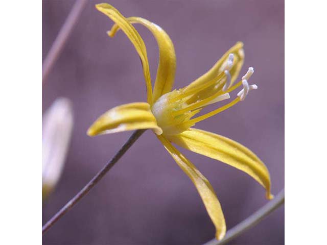 Triteleia ixioides ssp. ixioides (Golden brodiaea) #75549