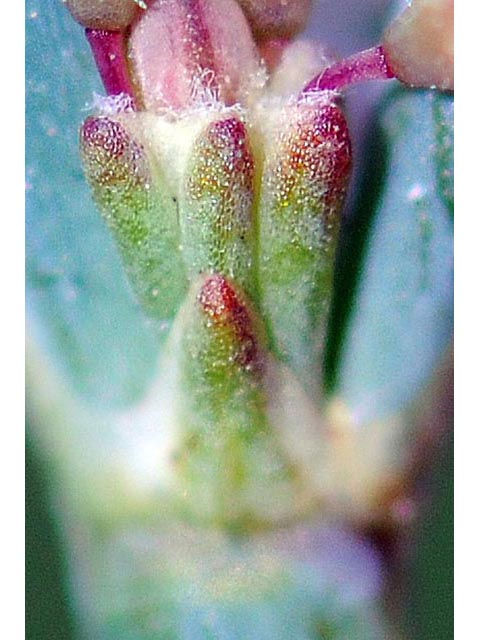 Eriogonum elegans (Elegant buckwheat) #51957