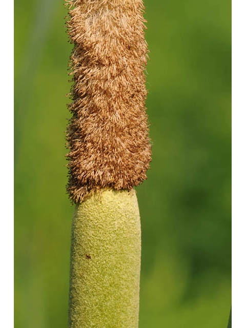 Typha latifolia (Broadleaf cattail) #75687