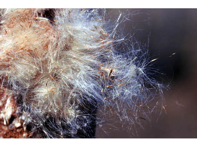 Typha latifolia (Broadleaf cattail) #75691