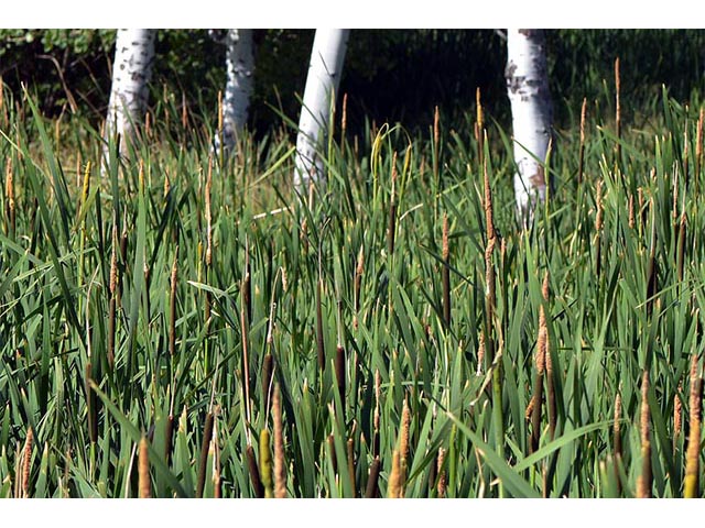 Typha latifolia (Broadleaf cattail) #75694