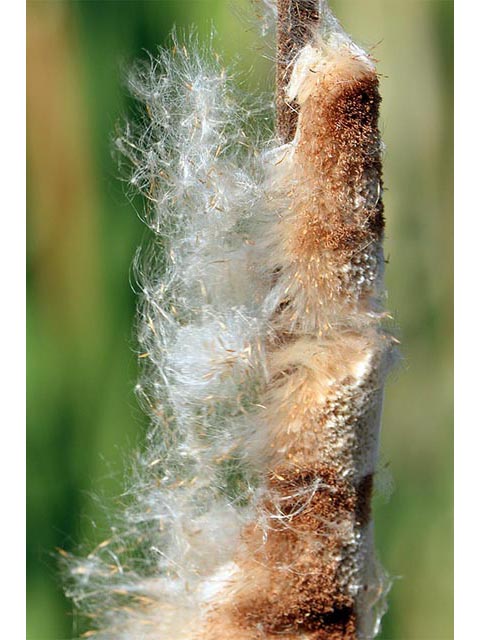 Typha latifolia (Broadleaf cattail) #75700