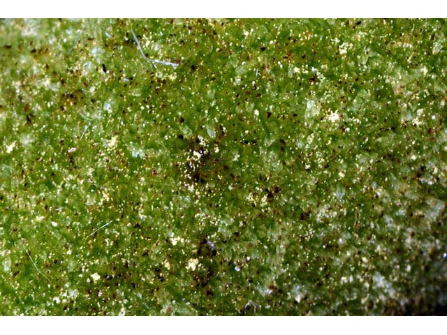 Typha latifolia (Broadleaf cattail) #75702