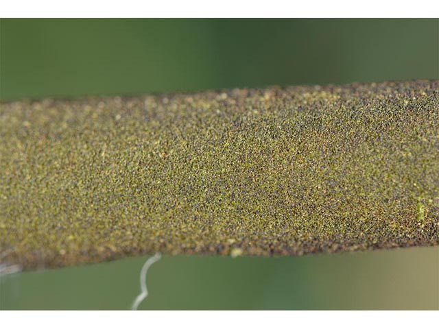 Typha latifolia (Broadleaf cattail) #75705