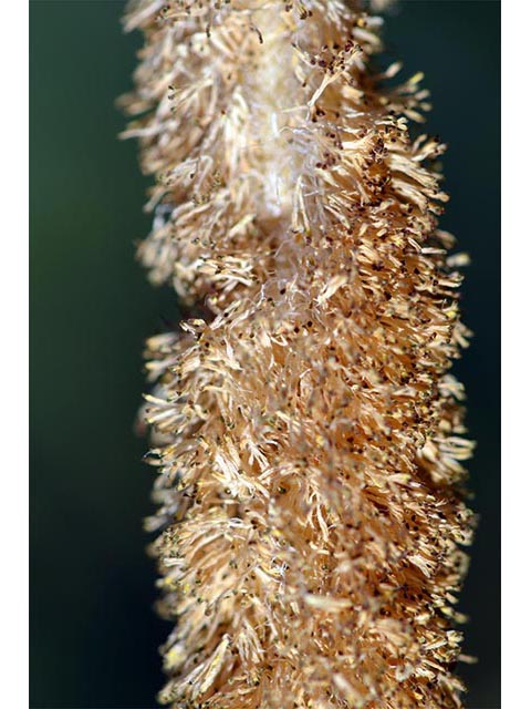 Typha latifolia (Broadleaf cattail) #75710