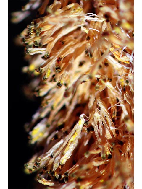 Typha latifolia (Broadleaf cattail) #75711