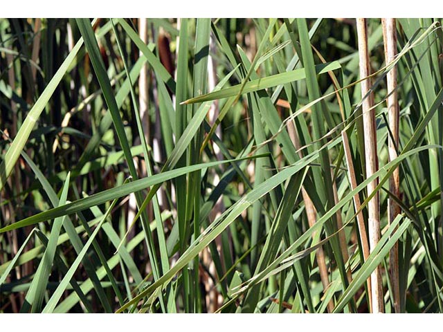 Typha latifolia (Broadleaf cattail) #75720