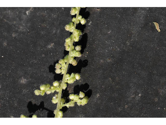 Urtica dioica ssp. gracilis (California nettle) #75727