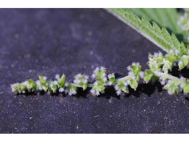 Urtica dioica ssp. gracilis (California nettle) #75728