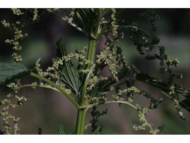 Urtica dioica ssp. gracilis (California nettle) #75731