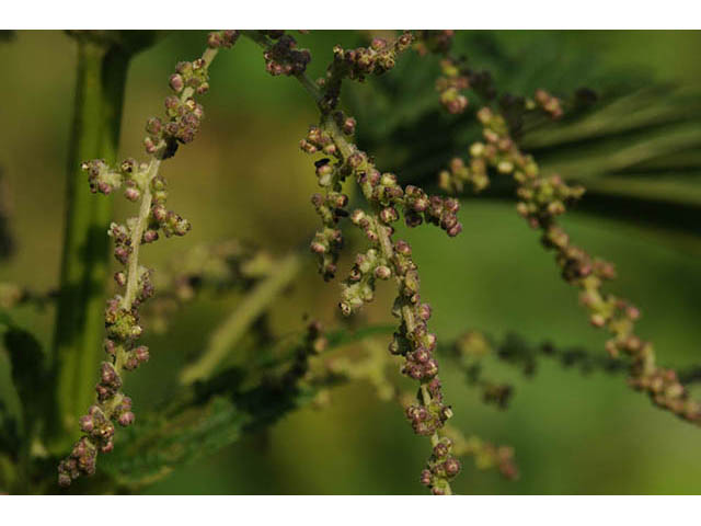 Urtica dioica ssp. gracilis (California nettle) #75734