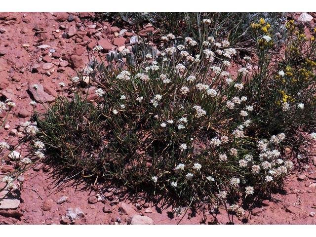 Eriogonum exilifolium (Dropleaf buckwheat) #51966