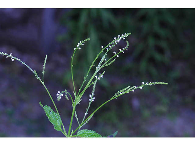 Verbena urticifolia var. urticifolia (White vervain) #75743