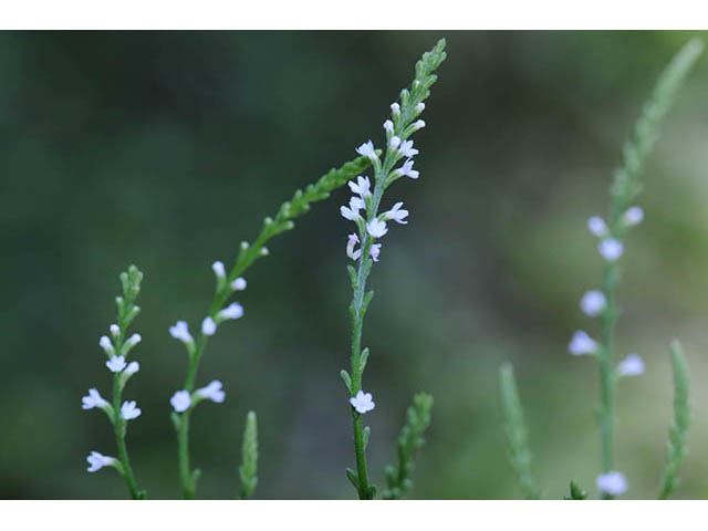 Verbena urticifolia var. urticifolia (White vervain) #75744