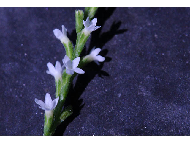 Verbena urticifolia var. urticifolia (White vervain) #75747