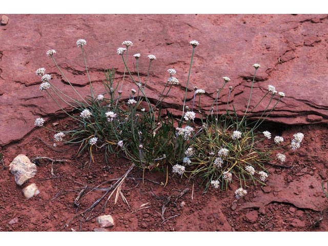 Eriogonum exilifolium (Dropleaf buckwheat) #51967
