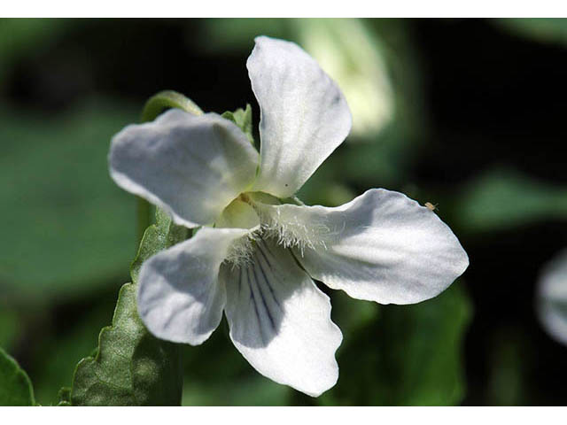 Viola blanda (Sweet white violet) #75756