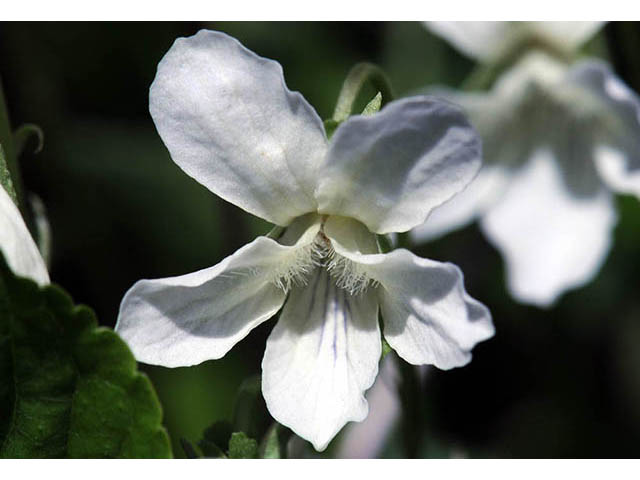 Viola blanda (Sweet white violet) #75758