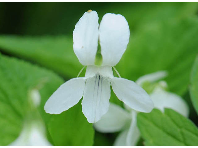 Viola canadensis var. canadensis (Canadian white violet) #75761