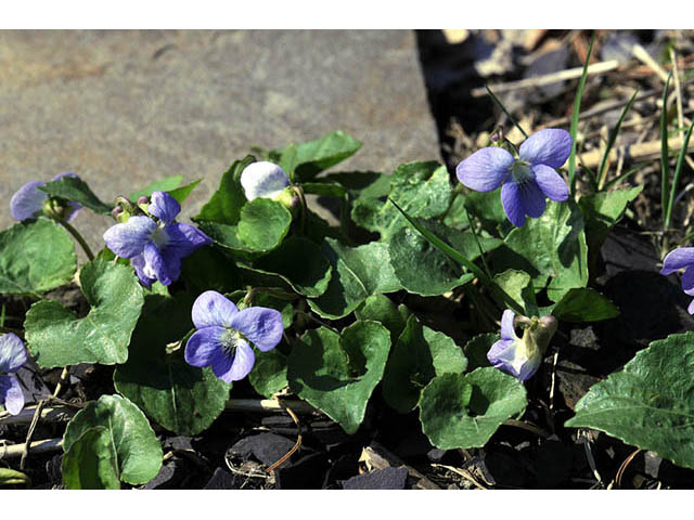 Viola cucullata (Marsh blue violet) #75766