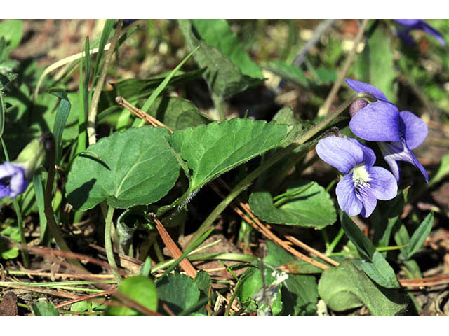 Viola cucullata (Marsh blue violet) #75767