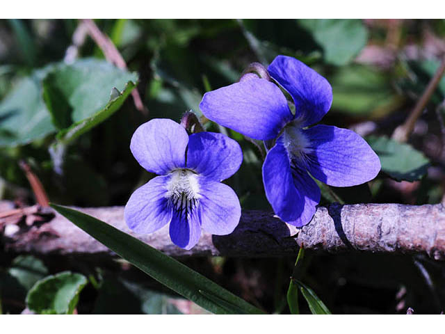 Viola cucullata (Marsh blue violet) #75769