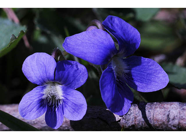 Viola cucullata (Marsh blue violet) #75770