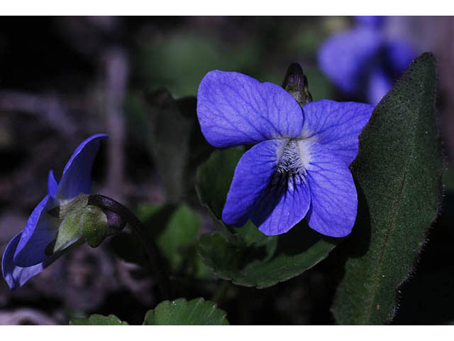 Viola cucullata (Marsh blue violet) #75771