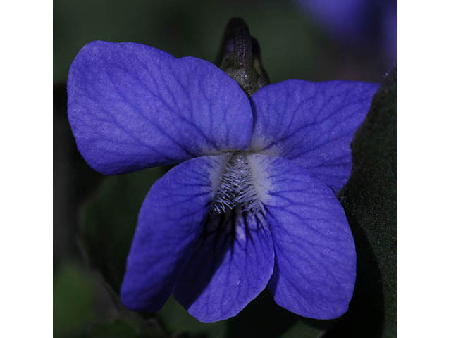 Viola cucullata (Marsh blue violet) #75773