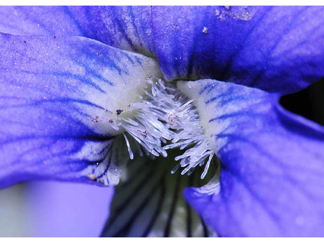 Viola cucullata (Marsh blue violet) #75775