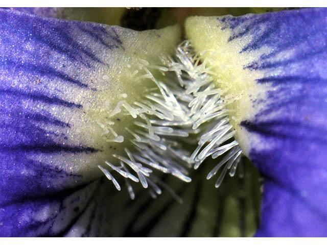 Viola cucullata (Marsh blue violet) #75776