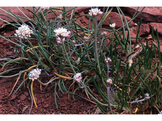 Eriogonum exilifolium (Dropleaf buckwheat) #51970