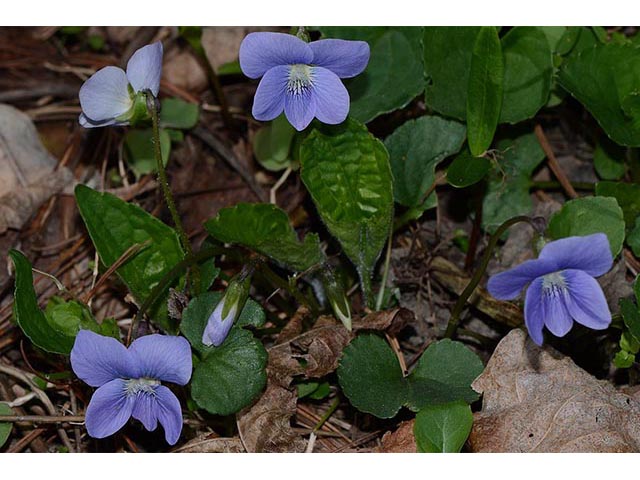 Viola cucullata (Marsh blue violet) #75778