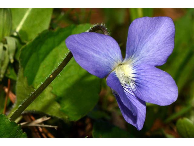Viola cucullata (Marsh blue violet) #75780