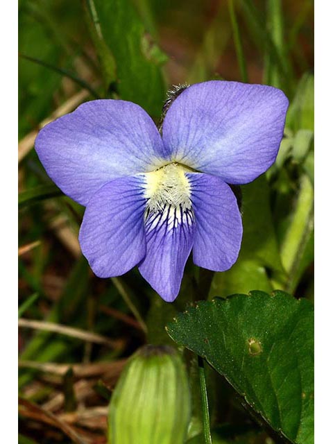Viola cucullata (Marsh blue violet) #75781