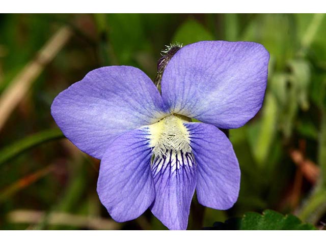 Viola cucullata (Marsh blue violet) #75782