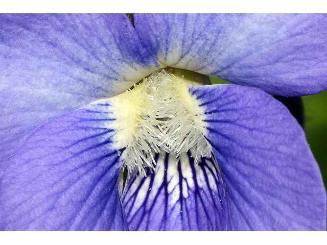 Viola cucullata (Marsh blue violet) #75783