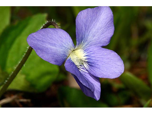 Viola cucullata (Marsh blue violet) #75784