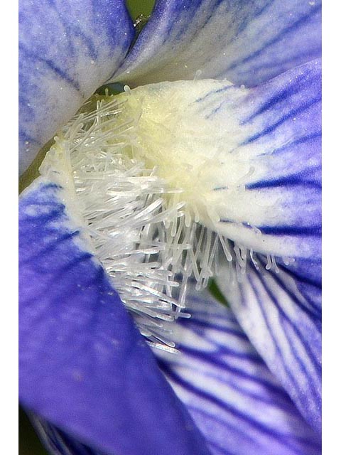 Viola cucullata (Marsh blue violet) #75785