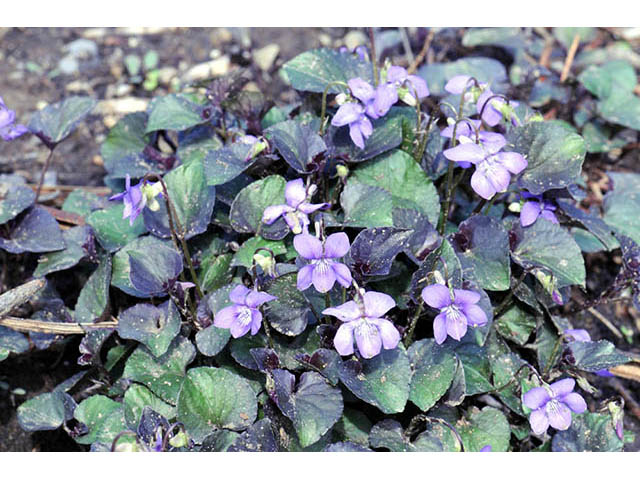 Viola labradorica (Alpine violet) #75786