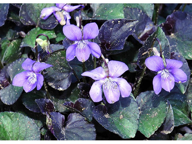 Viola labradorica (Alpine violet) #75787