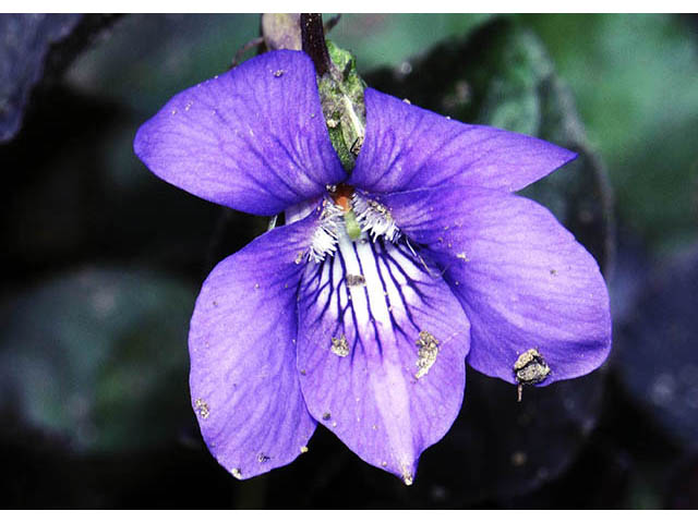 Viola labradorica (Alpine violet) #75790