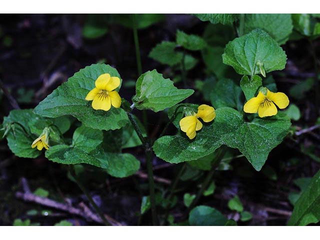 Viola pubescens (Downy yellow violet) #75791