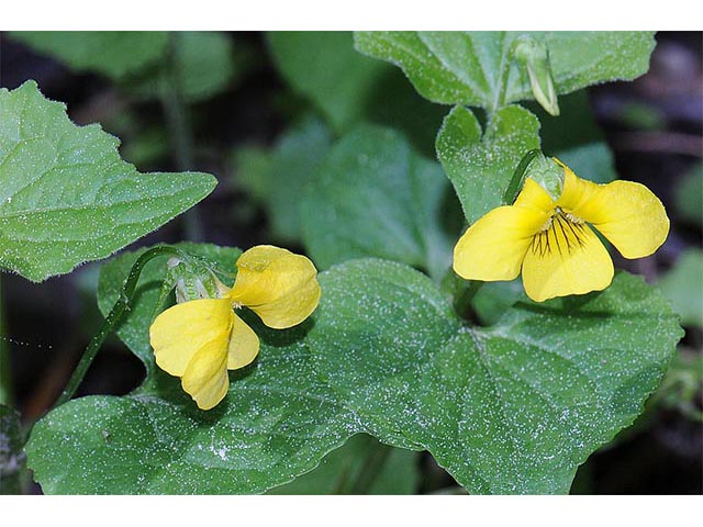 Viola pubescens (Downy yellow violet) #75792