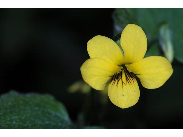 Viola pubescens (Downy yellow violet) #75793