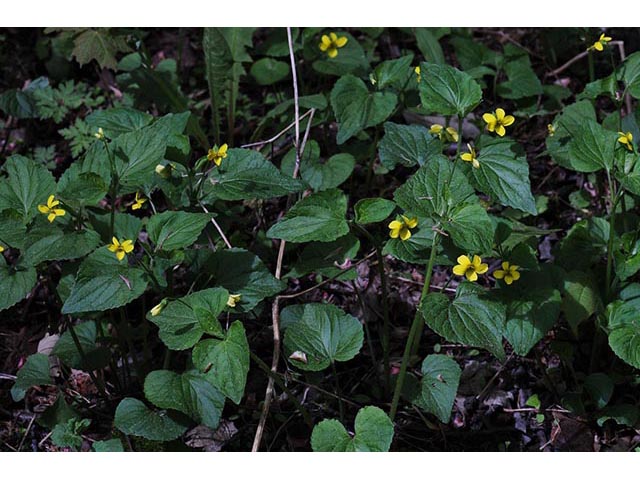 Viola pubescens (Downy yellow violet) #75794
