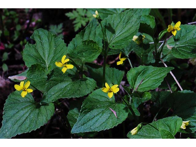 Viola pubescens (Downy yellow violet) #75795